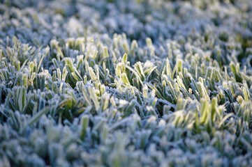 Frozen Saint Augustine Grass in Florida