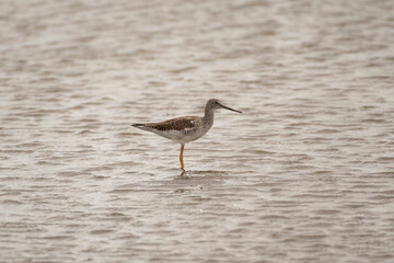 Greater Yellowlegs