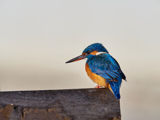 Common kingfisher, Alcedo atthis, in the marsh of the albufera of Valencia, Spain