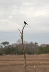 Fototapeta na wymiar Red Winged Blackbird