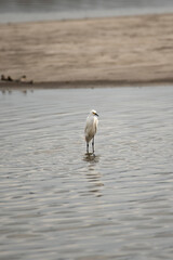 Snowy Egret