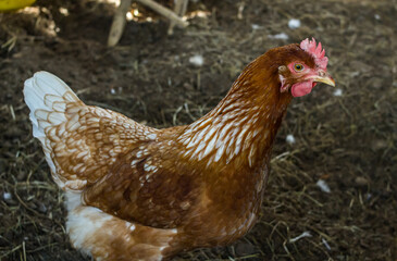 Close up chicken hen in the chicken farm. Healthy farm healthy food. 