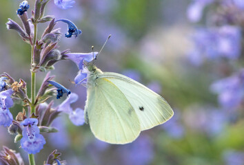 Cabbage White
