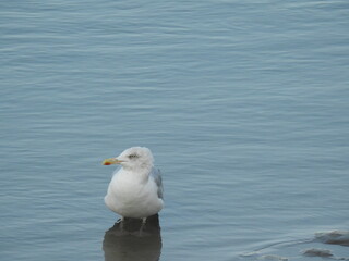The seagull stands with its feet in the water against the background of the water