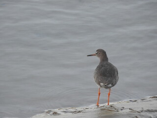 A red-billed bird stands on the muddy bank of the river