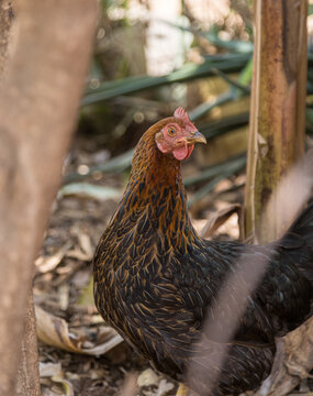 free range chicken