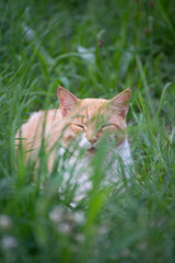 Naklejka na ściany i meble cat relaxing in the grass