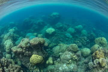 Fototapeta na wymiar A coral reef composed almost entirely of boulder corals, Porites sp., grows in the Solomon Islands. This beautiful country is home to spectacular marine biodiversity and many historic WWII sites.
