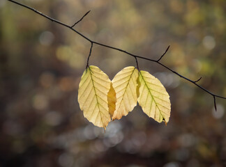 Autumn leaf in the forest.