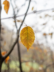 Autumn leaf in the forest