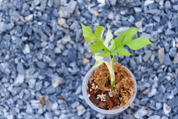 Raphidophora tetrasperma variegated in the pot   