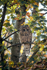 Ural owl (Strix uralensis) sitting on a branch in the forest. wildlife
