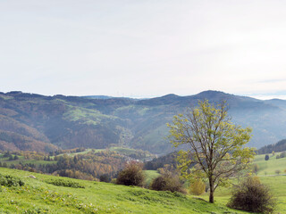 Fototapeta na wymiar Naturpark Südschwarzwald. Zeller Bergland und Blauen zwischen Basel und Feldberg. Grüne Weiden mit Blick auf Fröhnd, Gersbach bis Hohe-Möhr nördlich von Zell