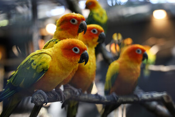 The mini parrot bird on stick tree