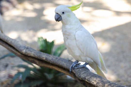 The triton cockatoo bird is the cute bird in garden