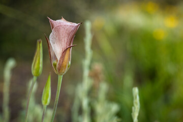 Sego Lily Flower Tight in the Morning with copy space