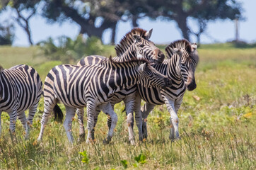 There are many Zebras in Isimangaliso Wetland Park, which is on the UNESCO Heritage List in South Africa.