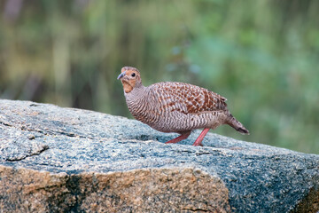 Grey francolin or Ortygornis pondicerianus photographed in Hampi in India