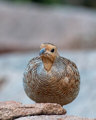 Grey francolin or Ortygornis pondicerianus photographed in Hampi in India