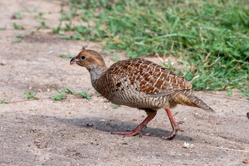 Grey francolin or Ortygornis pondicerianus photographed in Hampi in India
