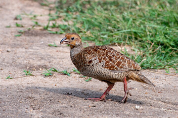 Grey francolin or Ortygornis pondicerianus photographed in Hampi in India