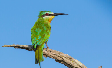 Little bee-eater (Merops pusillus) is a songbird. They reside in most sub-Saharan Africa.