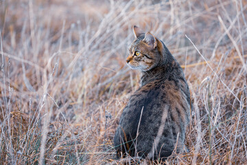 single cat hiding in the fields