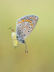 Beautiful nature scene with Common blue (Polyommatus icarus) . Macro shot of Common blue (Polyommatus icarus) on the grass. Butterfly Common blue (Polyommatus icarus) in the nature habitat.