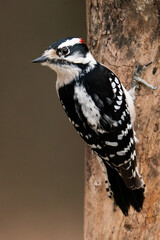 Downy Woodpecker