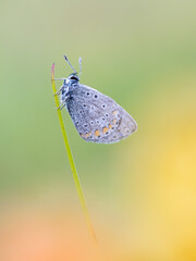 Beautiful nature scene with Common blue (Polyommatus icarus) . Macro shot of Common blue (Polyommatus icarus) on the grass. Butterfly Common blue (Polyommatus icarus) in the nature habitat.