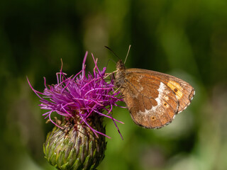 Beautiful nature scene with Arran brown (Erebia ligea). Macro shot of Arran brown (Erebia ligea) on the grass. Butterfly Arran brown (Erebia ligea) in the nature habitat.