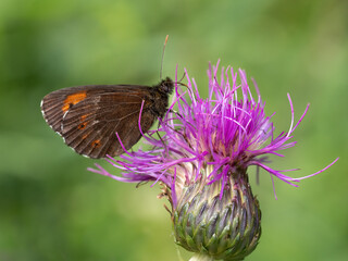 Beautiful nature scene with Arran brown (Erebia ligea). Macro shot of Arran brown (Erebia ligea) on the grass. Butterfly Arran brown (Erebia ligea) in the nature habitat.
