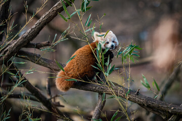 Panda red in the zoo