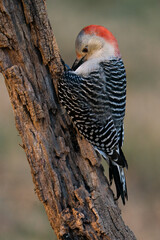 Red-bellied Woodpecker