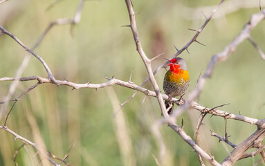 Green-winged pytilia (Pytilia melba) is an African song bird.