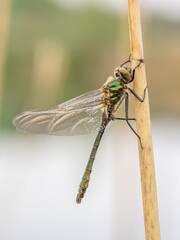 Beautiful nature scene with Downy emerald (Cordulia Aenea).