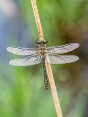 Beautiful nature scene with Downy emerald (Cordulia Aenea).