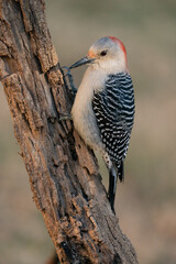 Red-bellied Woodpecker