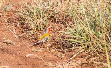 Green-winged pytilia (Pytilia melba) is an African song bird.