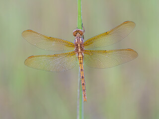 Beautiful nature scene with Keeled skimmer (Orthetrum coerulescens). Macro shot of Keeled skimmer (Orthetrum coerulescens) flower.