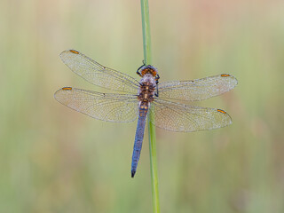 Beautiful nature scene with Keeled skimmer (Orthetrum coerulescens). Macro shot of Keeled skimmer (Orthetrum coerulescens) flower.
