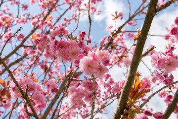 A beautiful branch of Sakura, Prunus serrulate tree with pink and white leaves in spring