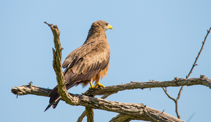 The yellow-billed kite (Milvus aegyptius) is the Afrotropic counterpart of the black kite (Milvus...