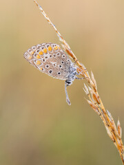 Beautiful nature scene with Common blue (Polyommatus icarus) . Macro shot of Common blue (Polyommatus icarus) on the grass. Butterfly Common blue (Polyommatus icarus) in the nature habitat.