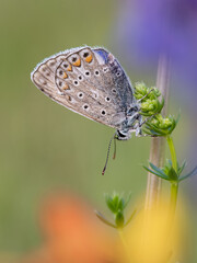 Beautiful nature scene with Common blue (Polyommatus icarus) . Macro shot of Common blue (Polyommatus icarus) on the grass. Butterfly Common blue (Polyommatus icarus) in the nature habitat.