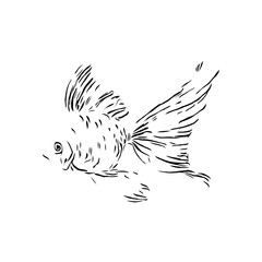 black and white drawing sketch of a fish with a transparent background