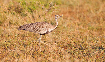 Red-crested korhaan (Lophotis ruficrista) is a species of bird in the Otididae family. It is found in Angola, Botswana, Mozambique, Namibia, South Africa, Swaziland, Zambia and Zimbabwe.
