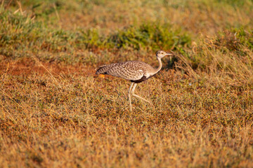 Red-crested korhaan (Lophotis ruficrista) is a species of bird in the Otididae family. It is found in Angola, Botswana, Mozambique, Namibia, South Africa, Swaziland, Zambia and Zimbabwe.