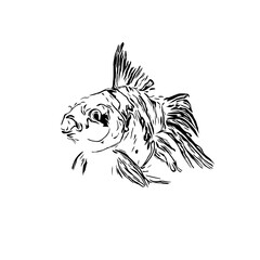 black and white drawing sketch of a fish with a transparent background