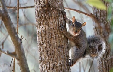 squirrel on tree looking at you